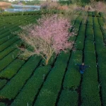 The first place where cherry blossoms bloom in Da Lat